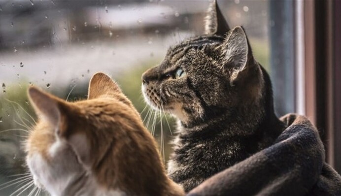 Мерзенна осіння погода: Україну накриє хвиля похолодання