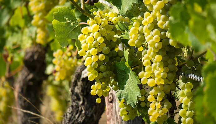 Як підготувати виноград до зими і коли його обрізати: перевірені поради