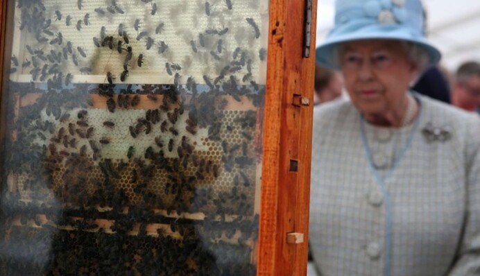 Часть традиции. Королевский пчеловод сообщил десяткам тысяч пчел о смерти Елизаветы II