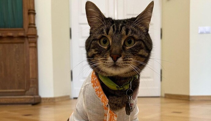 Кошачьего мэра Львова одели в дизайнерскую вышиванку, и теперь это самый модный красавец: фото