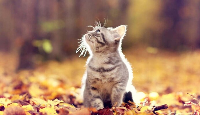 Спека у Криму та прохолода на півночі: яка погода буде на вихідних