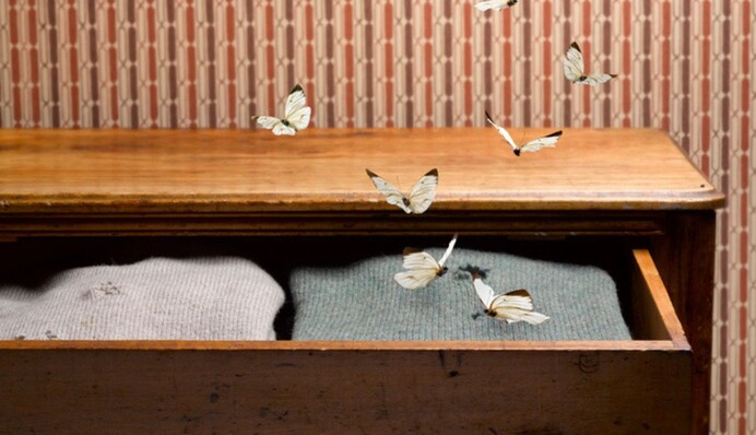 Топ-8 натуральных средств, запах которых отпугивает моль в шкафу