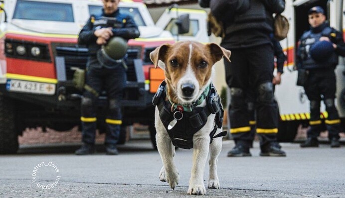 Віддані своїй справі. Пес Патрон у День рятувальника розповів про свою відважну команду