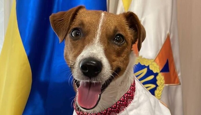 Це мій дім: пес Патрон зворушливо привітав рідний Чернігів із Днем міста