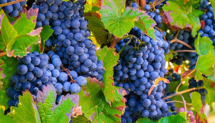 Що можна зробити з винограду на зиму: топ-3 рецепти, які варто спробувати