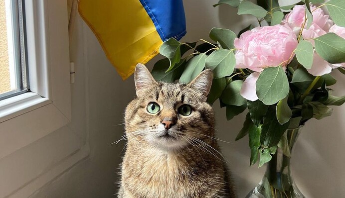 Кот Степан из Харькова вернулся в Украину и начал важное дело для спасения животных