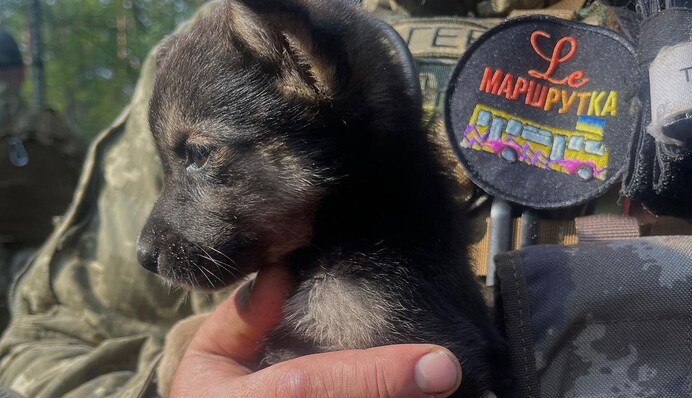 Сержант Бубуська: Леся Никитюк показала крошечного помощника защитников из Волыни