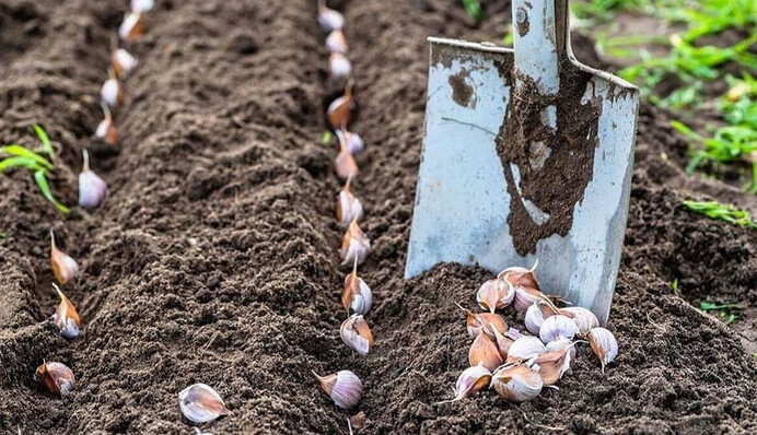 Як і коли садити озимий часник у 2022 році: поради та сприятливі дати