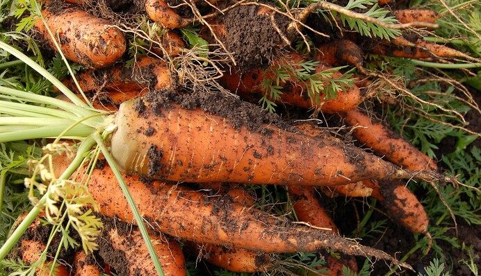 Як зберігати моркву на зиму, щоб довше не псувалася: важливе правило
