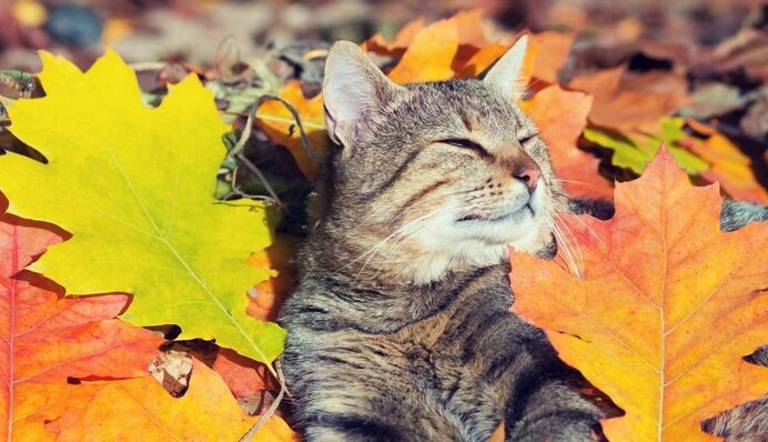 Не чекали такої погоди у жовтні? Яким буде початок другого місяця осені