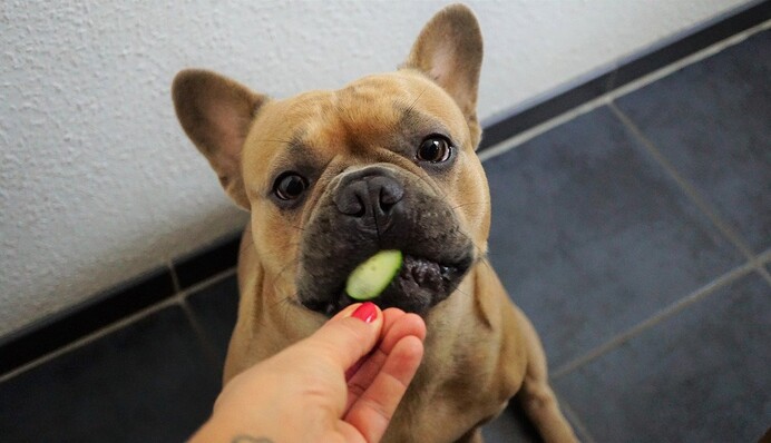 Какими овощами можно кормить собаку, а какие могут навредить любимцу