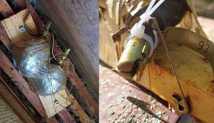 Украинские пчелы обезвредили ловушку оккупантов и спасли саперов: фото