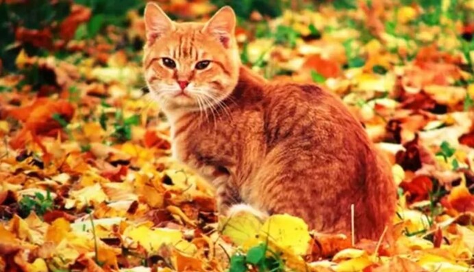 Різкі перепади температур: яка погода буде у вихідні