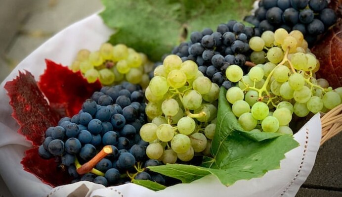 Як правильно зберігати виноград вдома, щоб ягоди довше не псувалися