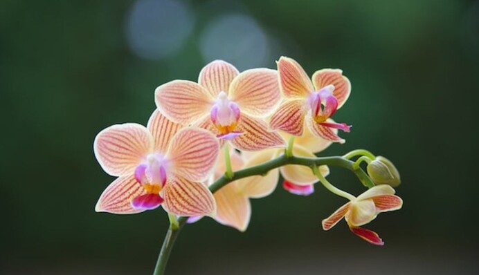 Как разбудить орхидею, которая не цветет: лайфхаки опытных цветоводов