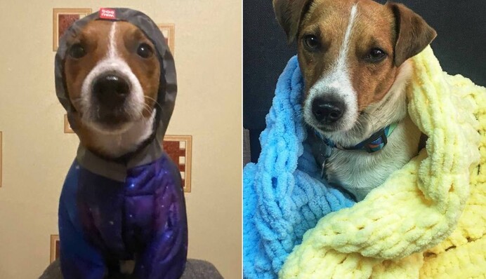 Важно позаботиться: пес Патрон в комбинезоне дал советы, как утеплиться на зиму