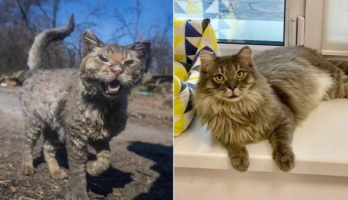 Вот что делает любовь: в сети показали, как изменился кот Феникс, пострадавший от россиян в Буче
