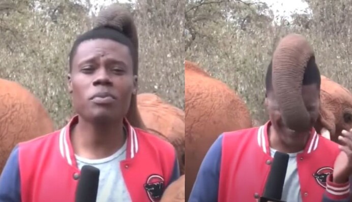 У Кенії слоненя вирішило познайомитися з репортером під час зйомок і стало зіркою мережі