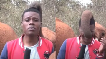 У Кенії слоненя вирішило познайомитися з репортером під час зйомок і стало зіркою мережі