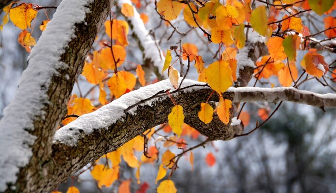 Від 7 морозу до 20 тепла: у вихідні погода здивує українців