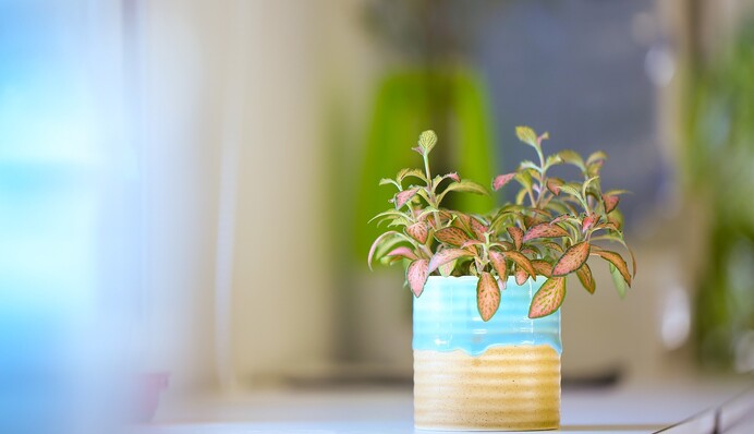 Як захистити кімнатні рослини зимою, якщо у квартирі холодно