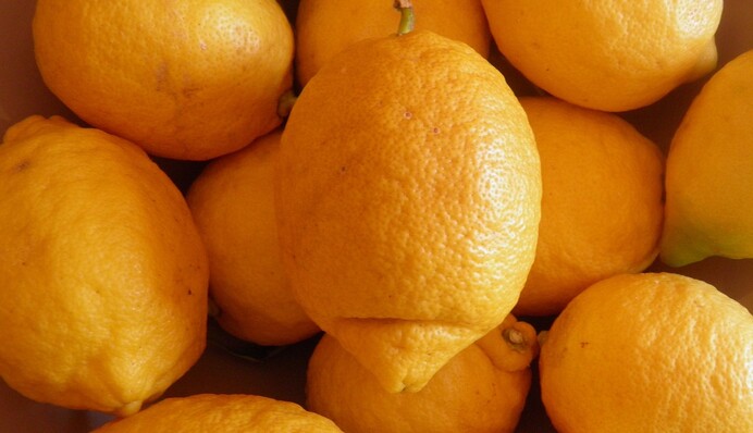 Як зберігати лимони, щоб вони довше не висихали в холодильнику: простий лайфхак