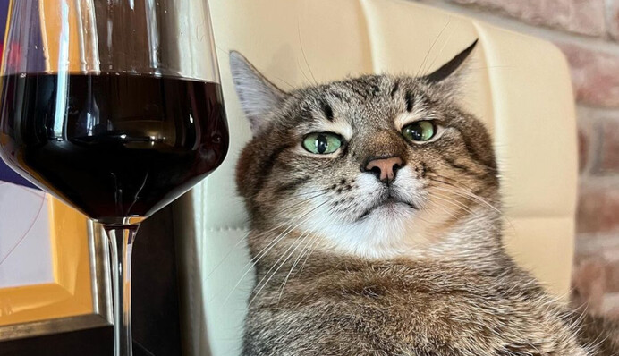 Український кіт Степан став зіркою обкладинки Times у Монако: журнал розповів його історію