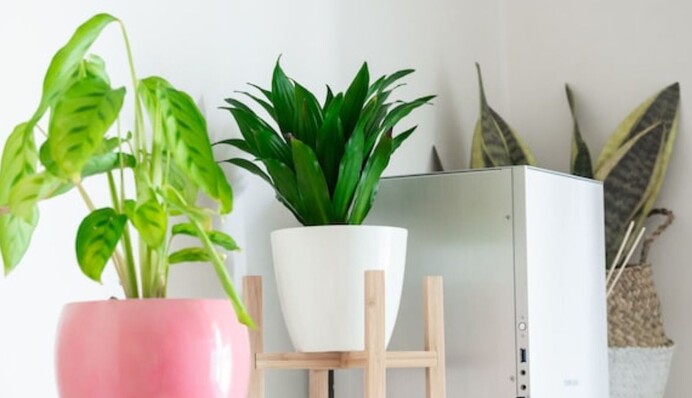 Експерт назвав 4 кімнатних рослини, які поглинають конденсат і допомагають боротися з пліснявою