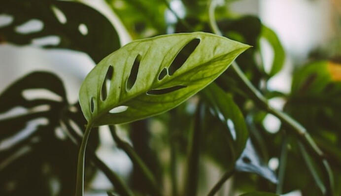 6 простых способов спасти комнатные растения, которыми пользуются опытные цветоводы