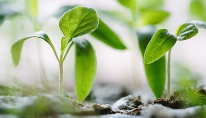 Что делать, чтобы рассада не вытягивалась: распространенные ошибки и советы, как их исправить