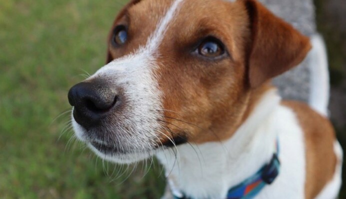 Аналізи коштують чимало: пса Патрона довелося обстежити через роботу зі шкідливими речовинами