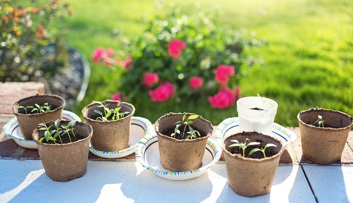 Як поливати розсаду, щоб вона не витягувалася: поради досвідчених городників