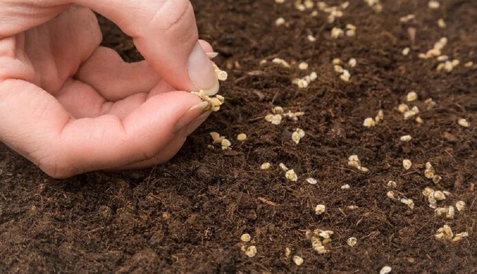 Як виростити розсаду зі старого насіння: два дієвих способи