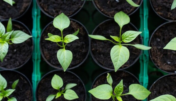 Чем подкормить рассаду перца, которая остановилась и не растет: простой способ