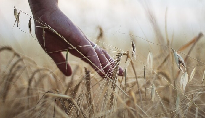 Нового врожаю буде мало: чи загрожує Україні дефіцит продуктів