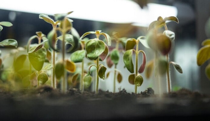 Как распознать самые опасные болезни рассады – корневую гниль и черную ножку