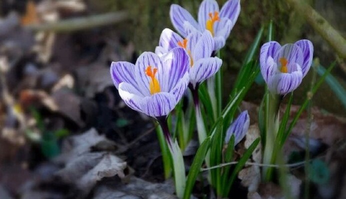 Впливають два великих процеси: якою буде погода у березні