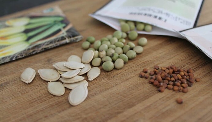 Як знезаразити насіння для профілактики захворювань рослин: секрети досвідчених городників