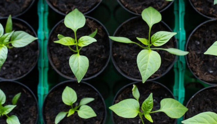 Как спасти рассаду перца от корневой гнили: способ с молоком и йодом