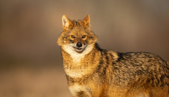 В Одесской области хитрый шакал украл огромную рыбу у стаи птиц: забавное видео