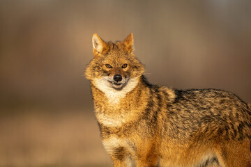 На Одещині хитрий шакал вкрав величезну рибину у зграї птахів: кумедне відео