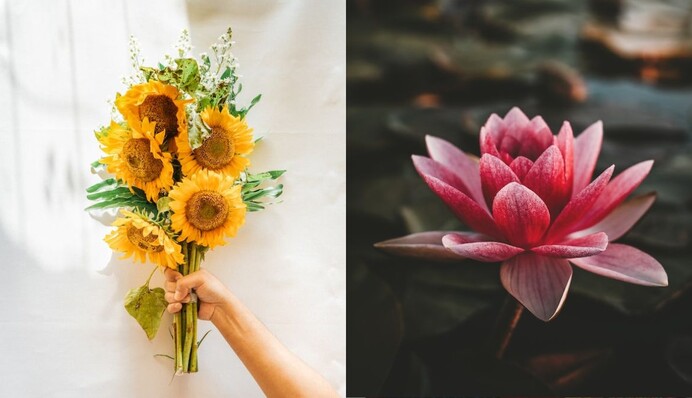 Идеальные подарки: какие цветы больше всего подходят разным знакам Зодиака