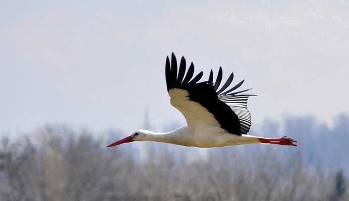 9 марта - Обретение главы Иоанна Предтечи: традиции, запреты и приметы праздника