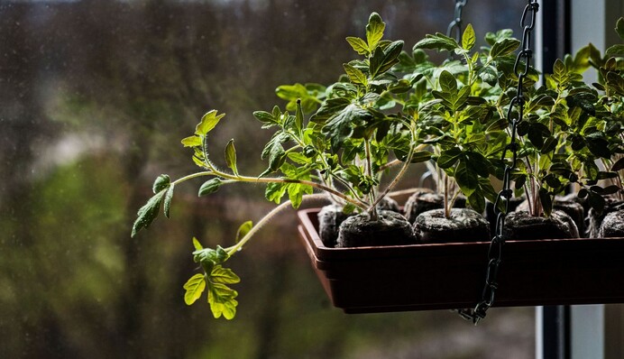 Коли і чим підживлювати розсаду помідорів, щоб вона була міцною і здоровою