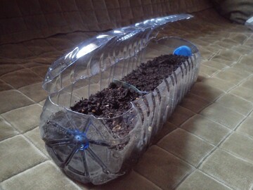 Як зробити з пластикової пляшки зручний парничок для розсади: елементарний лайфхак