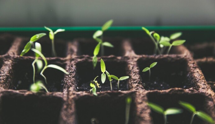 Лучшие народные средства, которыми можно подкормить рассаду перца и помидоров