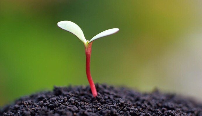 Розсаду помідорів можна пікірувати сухим і вологим способом: коли і як це робити