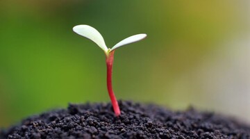 Розсаду помідорів можна пікірувати сухим і вологим способом: коли і як це робити