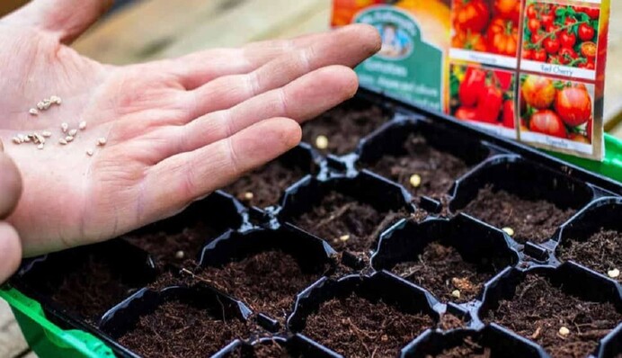 Настой золы и микроэлементы: в чем замочить семена для крепкой рассады