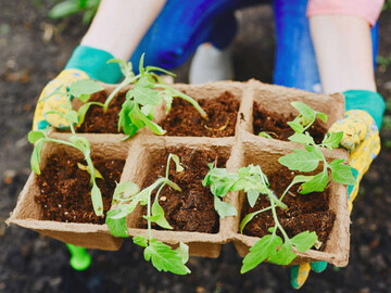 Як загартувати розсаду перед висадкою на грядку: поради досвідчених господарів